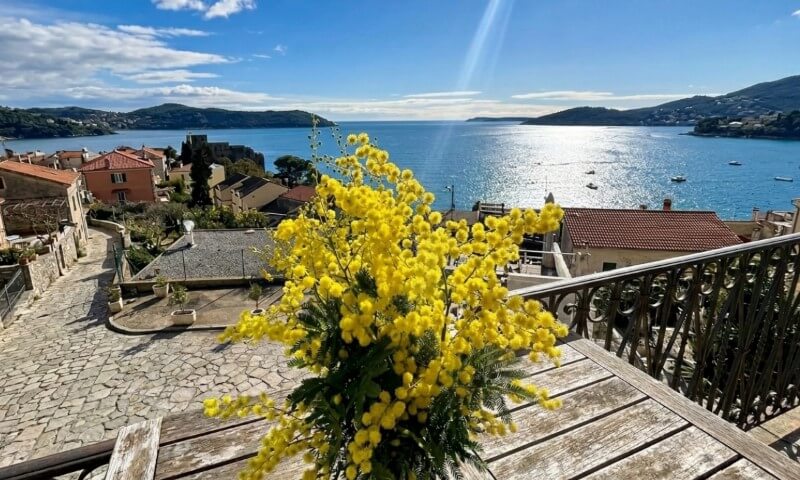 Pogled na Jadransko more i Herceg Novi, mimoze u krupnom planu